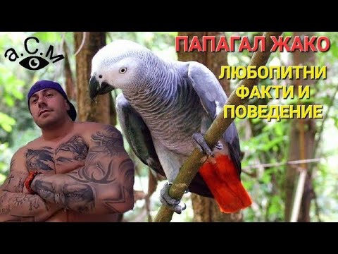 Видео: ПАПАГАЛ ЖАКО - ЛЮБОПИТНИ ФАКТИ И ПОВЕДЕНИЕ   а.С.м