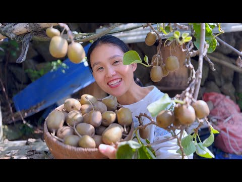 Видео: Киви поспели! Выбирайте большую корзину и откусывайте.Они такие сладкие, что невозможно остановиться