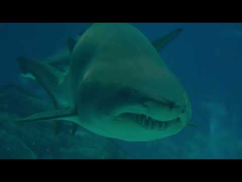 Видео: Обычная серая акула 