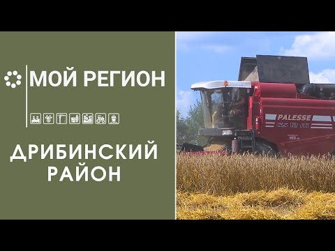 Видео: Урожай — дело общее // Герефорд — мясная порода коров //  Мой регион // Дрибинский район