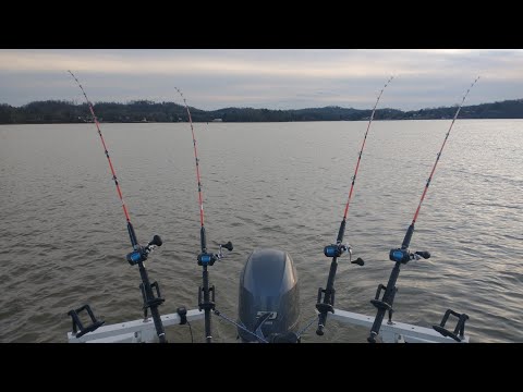 Видео: Как быстро найти сома в водоёме