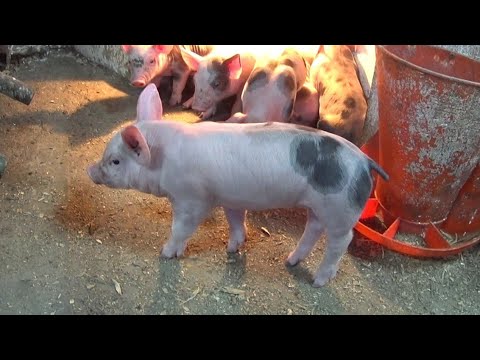 Видео: ‼️Сколько вкладываю и зарабатываю с одной откормочном свиньи с рождения до забоя ‼️