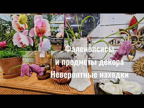 Видео: ВОСХИТИТЕЛЬНЫЕ НАХОДКИ / ОРХИДЕИ/ ДЕКОР