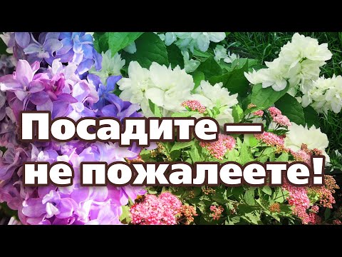 Видео: ТОП  5 САМЫХ НЕПРИХОТЛИВЫХ ЦВЕТУЩИХ КУСТАРНИКОВ