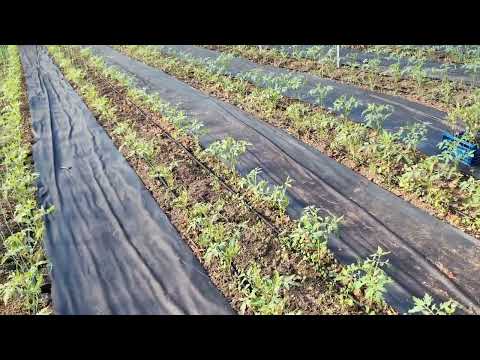 Видео: первые работы на томате после высадки