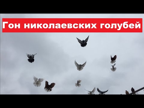 Видео: Николаевские голуби с верхним махом. Заехали в гости к Сергею Комаренко