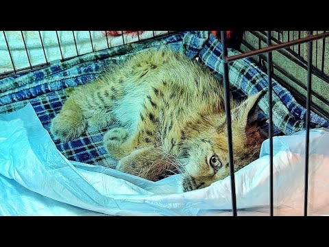 Видео: ШОК! Что будет С ГЛАЗАМИ ПОЛОМАННОГО РЫСЁНКА Клайда?!