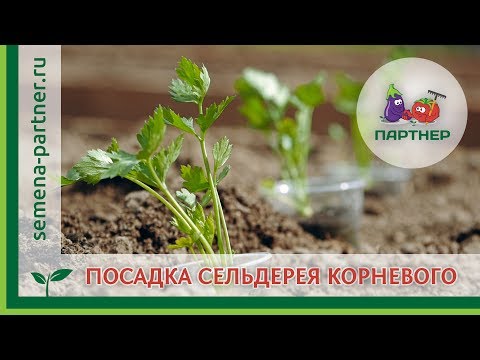 Видео: КОРНЕВОЙ СЕЛЬДЕРЕЙ – ВСЕ, ЧТО НАДО ЗНАТЬ ПРИ ПОСАДКЕ