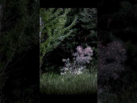 Видео: "Шиповник" - постобработка фото целиком