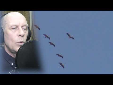 Видео: Журавли (на Коми языке)