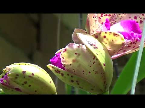 Видео: ОРХИДЕЯ КАТЛЕЯ. ПОГОВОРИМ О КАТЛЕЯХ..