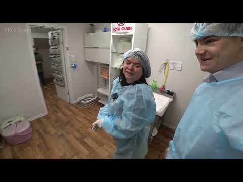 Видео: Ветеринарная клиника ЛапЛандия