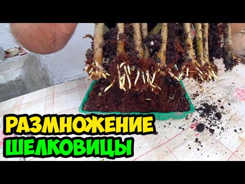 Видео: Как размножить крупноплодную шелковицу (тутовник) способом укоренения черенков во влажном торфе