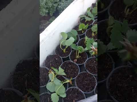 Видео: Вкорінення розеток/вусів полуниці. Простий спосіб.