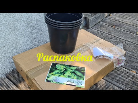 Видео: Очередные новинки. Пополнение коллекции хост #julia_i_sad #hosta #collection #2025 #plants #funkie