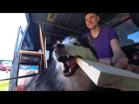 Видео: Хаски пришли к Самоеду смотреть дом на колесах скоро vanlife скоро