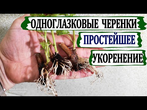 Видео: 🍇 Как почти 100% укоренить одноглазковые черенки винограда? Простой способ  в кассетном контейнере.