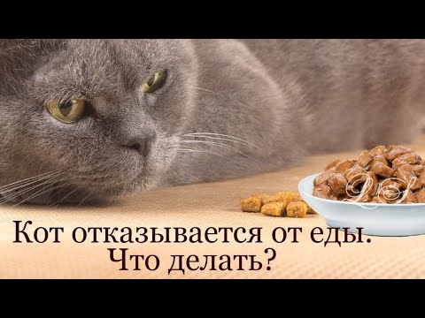 Видео: Кот отказывается от еды. Что делать. Причины отказа от еды кошки