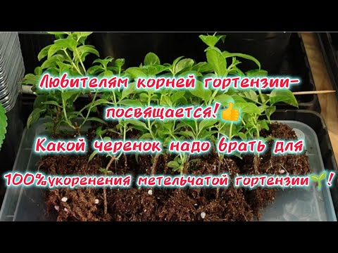 Видео: Какой черенок надо брать для 100% укоренения метельчатой гортензии. Результат Вас порадует🌱👍👌