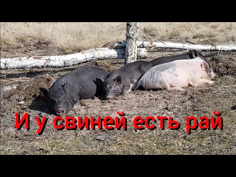 Видео: На хутор приехала сестра и впорала все варэныкы. А поросят вообще стало на одного больше