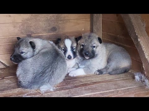 Видео: Косточки и творожок лайкам