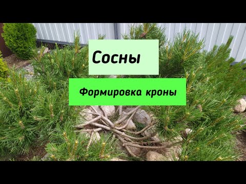 Видео: Сосны.  Формировка кроны.