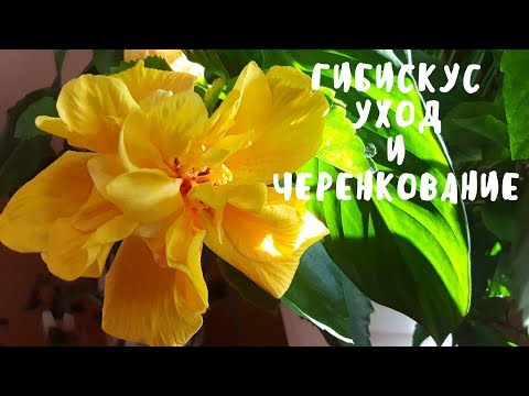 Видео: ГИБИСКУС - уход и черенкование. Мои цветы. Мой опыт.