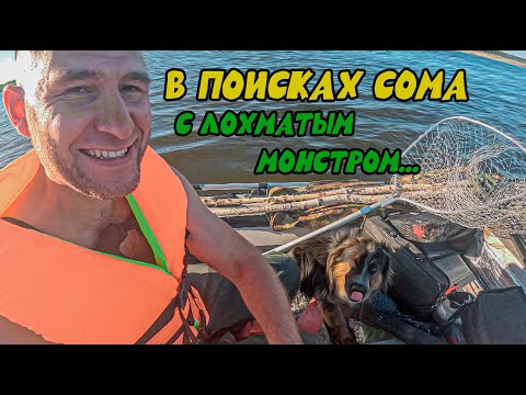 Видео: Как поймать сома? Пёс  знает!
