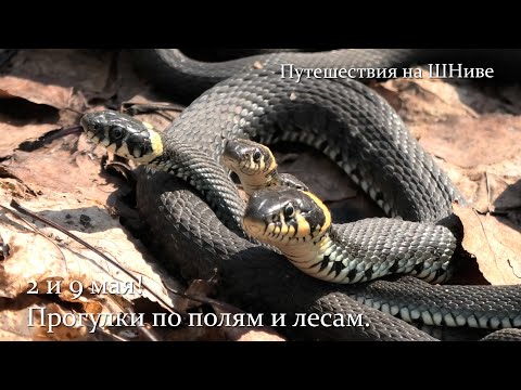 Видео: 2 и 9 мая!  Прогулки по полям и лесам.