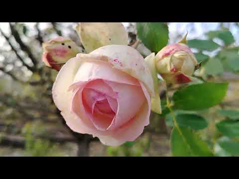 Видео: 22 октября Осень, много надо сделать, но...