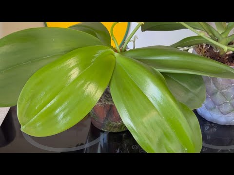 Видео: ПОЧЕМУ СОХНУТ БУТОНЫ у ОРХИДЕЙ 🧐😱НОВАЯ ОРХИДЕЯ в ПУТИ 🌺🥰