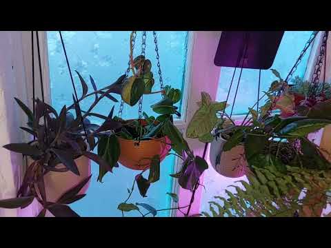 Видео: Обзор👀 моей коллекции 🙈растений🌵🪴🪻 часть 2