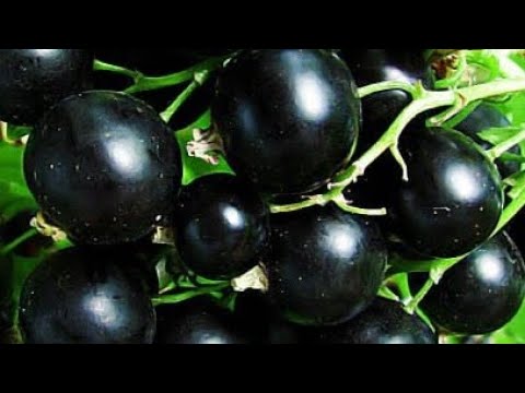 Видео: СМОРОДИНА.  Як  добитися великого урожаю!!!