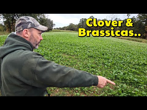 Видео: Обновления осеннего продовольственного участка Clover & Brassica с профессиональным сотрудником Ф...