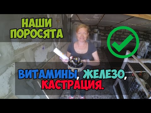 Видео: ВИТАМИНЫ и ЖЕЛЕЗО для поросят. Ветеринарные препараты.