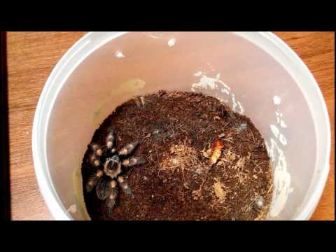 Видео: Brachypelma smithi L7 в новой шкурке