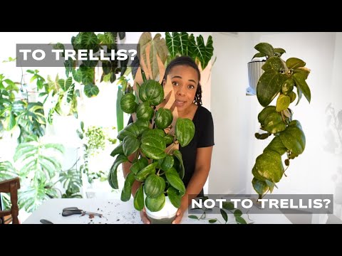 Видео: Шпалера или нет? Вот откуда я знаю!