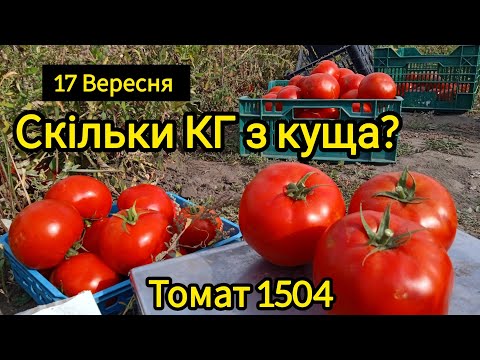 Видео: Томат 1504. Скільки зібрали з куща?