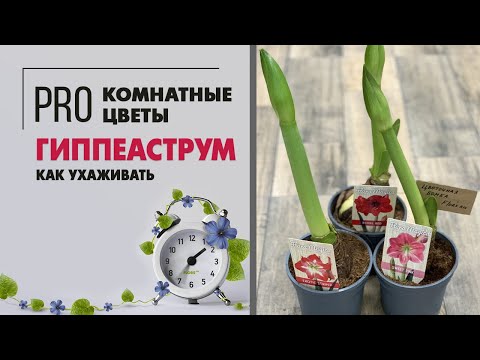 Видео: Гиппеаструм - луковичное растение для дома с цветами колокольчиками. Как подружиться? Легко!