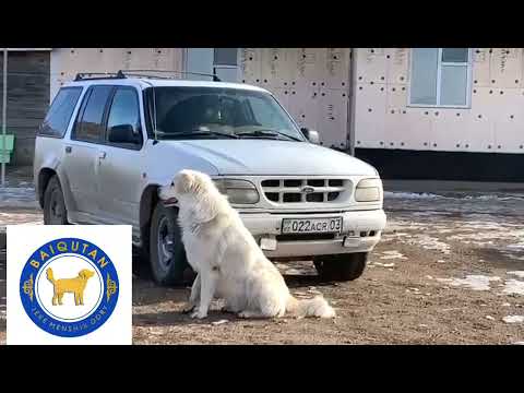 Видео: Қазақ төбетін танымай Азият иттерді төбет деп адасып жүргендер көрсін