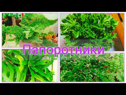 Видео: Новый ОБЗОР моих ПАПОРОТНИКОВ / И  КОНКУРС с 🎁🎁🎁 отмечаю более 1000 подписчиков 🥳🥳🥳🎉🎉🎉
