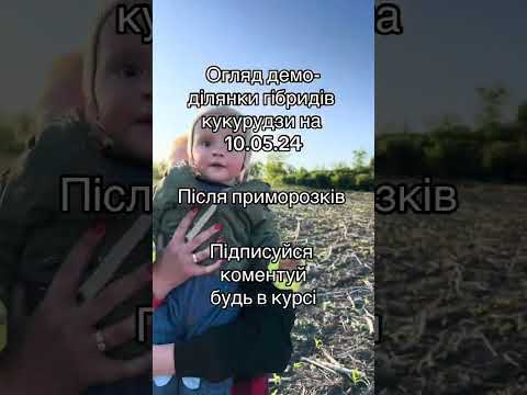 Видео: Огляд демо-ділянки гібридів кукурудзи 2024 після приморозків. Технологія No-Till