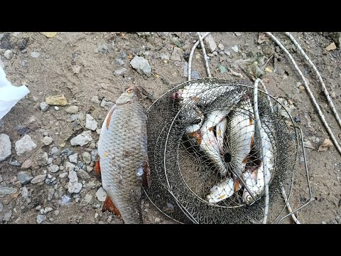 Видео: Здоровенні Плотви Рвут Поводки! Найкраща Рибалка В Києві!