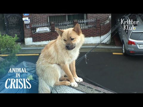 Видео: Спасение собаки, живущей на вершине перил здания, идет наперекосяк | Животное в кризис EP86