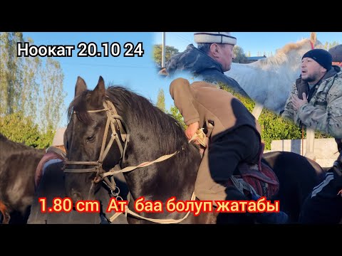 Видео: Ноокат  Базардан  Бою  1.80 см  Ат  Сатылды  Аттар  арзандап кетти