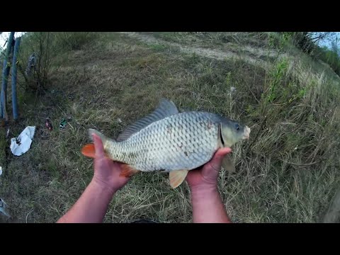 Видео: Рибалка з ночівлею на р. Горинь . Карп на донку.  Рибалка 2021