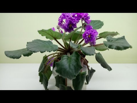 Видео: Чем опасно пересыхание фитиля для фиалки? Причины и способы решения!!!