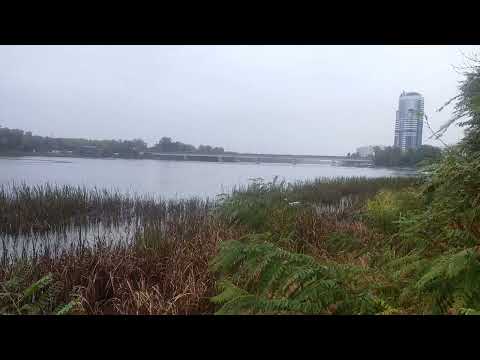 Видео: Цапли на охоте..Осенний вечер на  Днепре..4.10.2025 г 