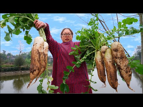 Видео: От фермы до стола: сбора урожая и готовьте идеальное традиционное радио
