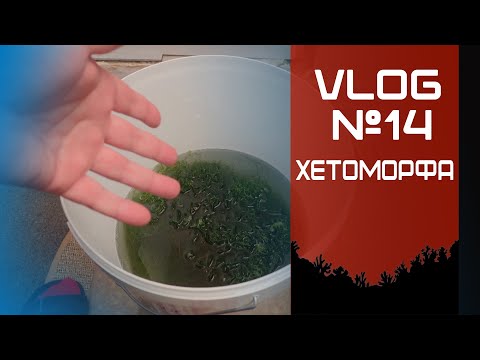 Видео: VLOG 14 (Хетоморфа)